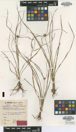 Cyperus diurensis Boeckeler var. acuminato-squamatus Kük.[type]
