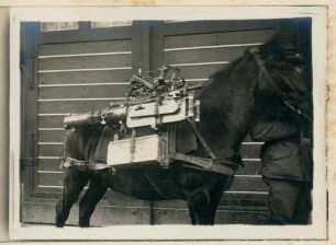 Foto eines mit einem Minenwerfer beladenen Pferdes