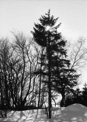 Höchenschwand: Tanne in Gegensonne