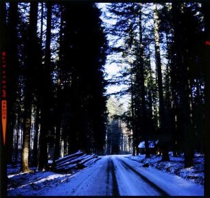 Kälberbronn: winterlicher Waldweg