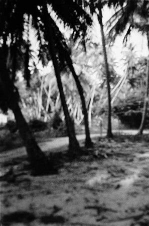 Reisefotos Karibik. Trinidad. Palmengruppe