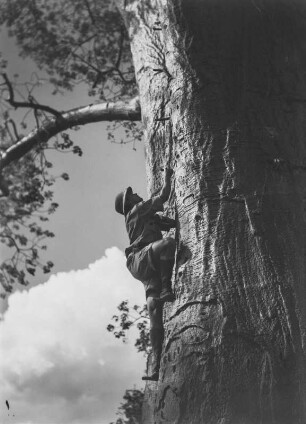 Karl Wien : Der Geograph Karl Wien (1906-1937) besteigt einen Baum