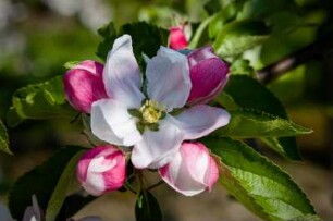 Deutschland. Niedersachsen. Wisch. Apfelblüte