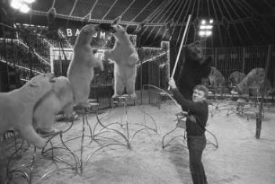 Gastspiel des Zirkus Barum auf dem Karlsruher Messplatz