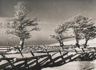 Winter im südlichen Schwarzwald. Tief verschneite Landschaft am Feldberg
