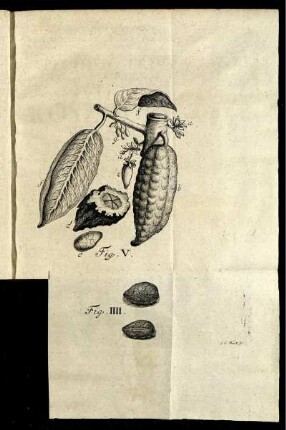 Fig. IIII. - Fig. V.
