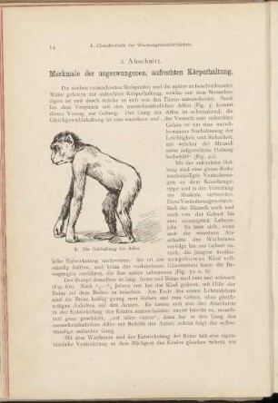 2. Abschnitt. Merkmale der ungezwungenen, aufrechten Körperhaltung.