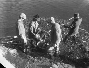 Moritzburg. Abfischen auf dem Schloßteich