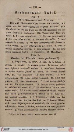 Sechzehnte Tafel [Gekrösvenen und Arterien]