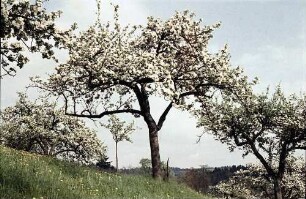 Freiburg: Einzelner Blütenbaum