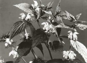 Weiße Taubnessel (Lamium album). Blüten