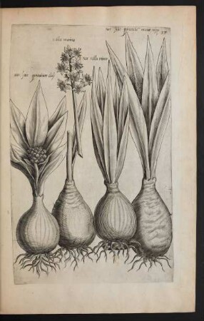 Taf. 33. [Narcissus]