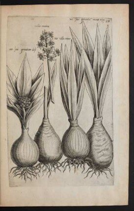 Taf. 33. [Narcissus]