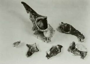 Adler, Teil eines zertrümmerten Porzellans, Zustandsaufnahme vor der Restaurierung