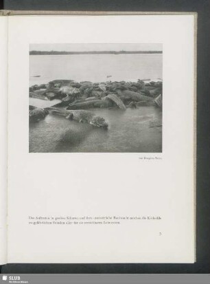 Große Scharen von Krokodilen