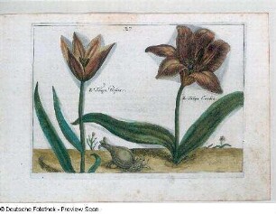Tulipa Persica und Tulipa Candida, Tafel 27