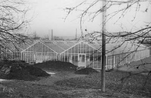 Dresden, Kaditz. Gärtnerische Produktionsgenossenschaft (GPG) Gartenbau Kaditz. Neue Gewächshäuser, 1959