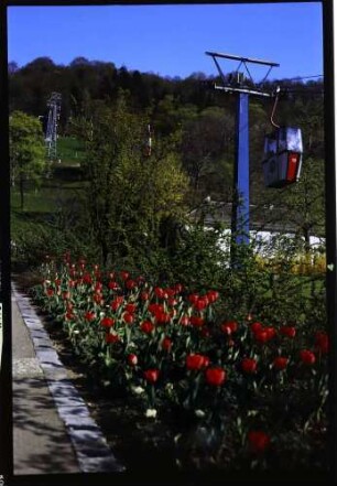 Freiburg: Schlossbergseilbahn von der Talstation, Vordergrund Tulpenbeet