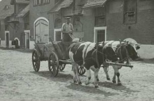 Leiterwagen, Kuhgespann