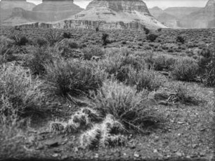 Vegetation am Grand Canyon : Agaven, Sträucher und Büsche am Grand Canyon