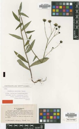 Hieracium corymbosum Fr. subsp. Lindeb. hirtellum[isotype]