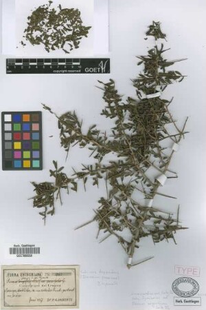 Duvaua praecox Griseb. var. Griseb. hyemalis[syntype]