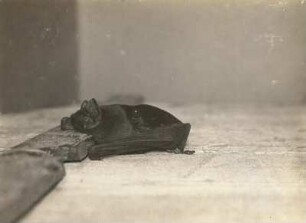 Frühfliegende Fledermaus (Großer Abendsegler, Nyctalus noctula SCHREB.), kriechend
