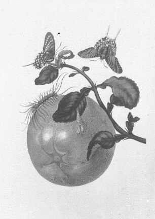 Maria Sibylla Merian (1647-1717). "Pompelmoes", aus: Metamorphosis Insectorum Surinamensium (Das Insektenbuch), SLUB S.B.3088 (Zool. 145)