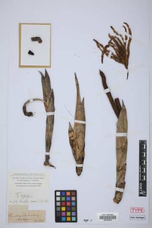 Chamaedorea arenbergiana H.Wendl.[type]