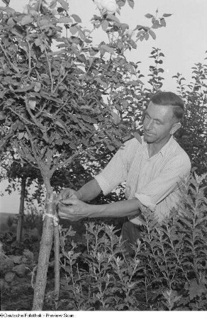 Otto Tanner