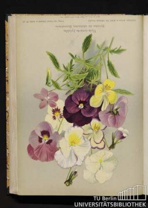 Viola cornuta hybrida. Hybriden des schottischen Hornveilchens.