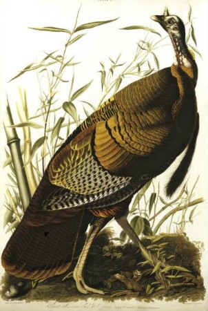 The Birds of America — Truthahn (Meleagris gallopavo)