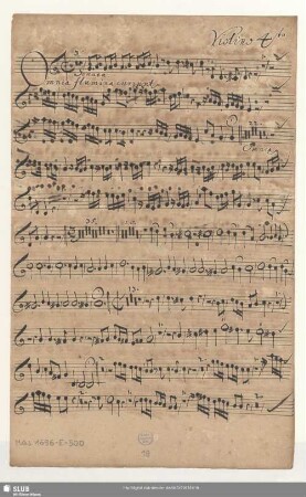 Violino 4to