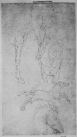 Roßstudien : Dresdner Skizzenbuch (1507/1528). Roßstudien (aus: R. Bruck: Das Skizzenbuch von Albrecht Dürer, Straßburg 1905, Tafel 128, Blatt 175 b, Str. 133, Kriegsverlust). Dresden: SLUB Mscr.Dresd.R.147.f