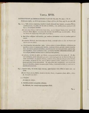 Tab. XVIII. [Beschreibung und Abbildung.]