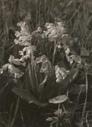 Echte Schlüsselblume (Primula veris) im Sattelberggebiet