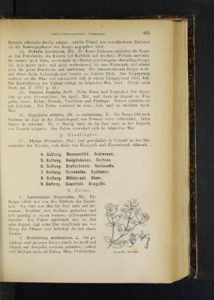 4. Gattung. Mannsschild. Androsace. 5. Gattung. Heilglöckchen. Cortusa. 6. Gattung. Drottelblume. Soldanella. 7. Gattung. Erdscheibe. Cyclamen. 8. Gattung. Milchkraut. Glaux.