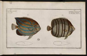 CCXVr, Fig. 1.: Chaetodon Octofasciatus. Fig. 2.: Chaetodon Annularis