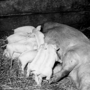 Schweinezucht (Ferkel Hutten). Sau mit ihren säugenden Ferkeln