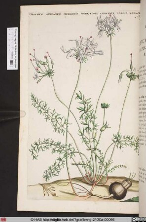 GERANIUM AFRICANUM MYRRHIDIS FOLIO.