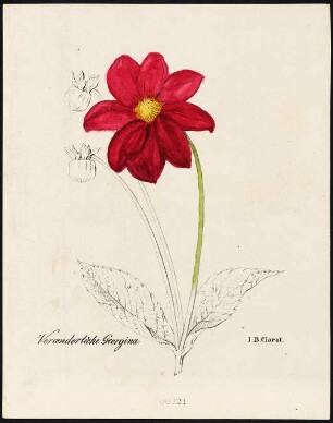Veränderliche Georgina (Georgie) : Veränderliche Georgina (Georgia variabilis D.). Lithhografie, teilweise koloriert. Blatt 21 aus: Clarot, Johann Baptist: [Abbildungen von Pflanzen]. [S.l.]: , [circa 1830]. Dresden: SLUB Botan.465