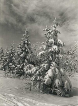 Osterzgebirge. Winterwald zwischen Altenberg und Kahleberg