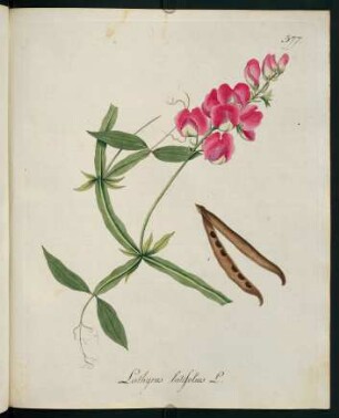 Lathyrus latifolius L.