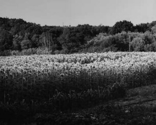Sonnenblumenfeld in der Provence