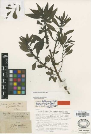 Jussiaea palustris G.Mey. [type]