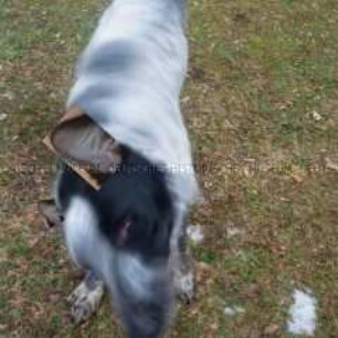 Hund mit montierten Ohren (Altersgruppe NL)