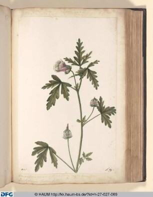 Ketmia vesicaria Africana. S: Alcea vesicaria capitis bonae Spei. Periclymenum Tournefortii.