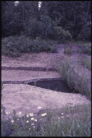 Bewuchs am Mühlenteich