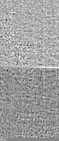 Lilienschild + IESV / LW = Bd.1, S.29/30+101/102