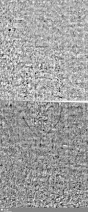 Lilienschild + IESV / LW = Bd.1, S.29/30+101/102